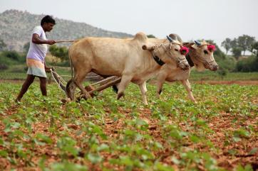 Индия сократит зависимость от импорта растительного масла